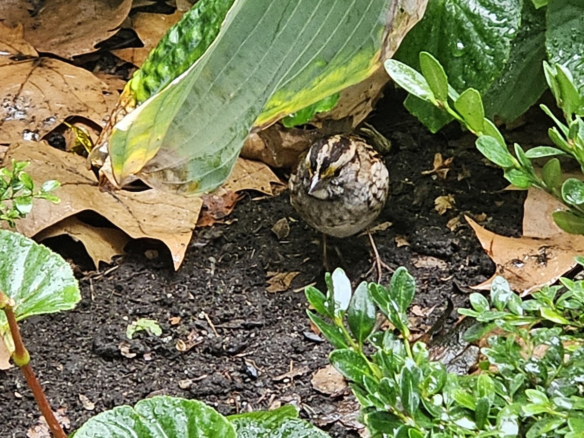 White-throated Sparrow - ML643284494