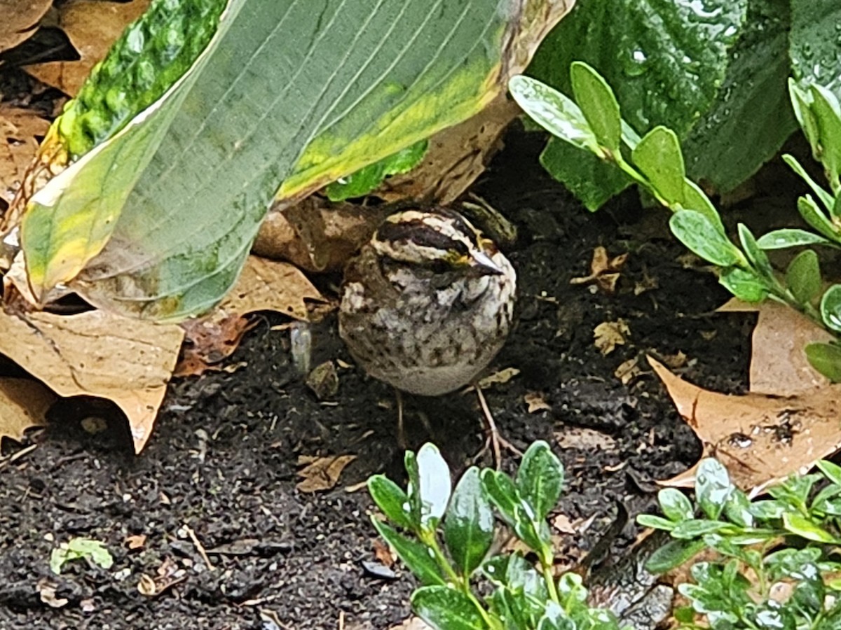 White-throated Sparrow - ML643284495