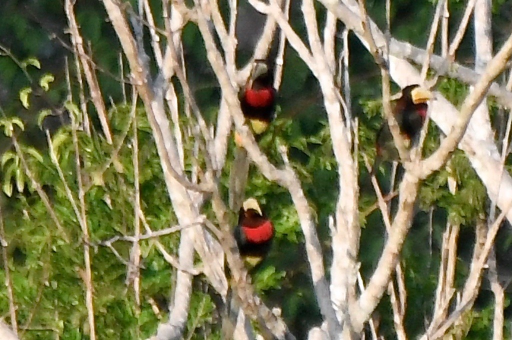 Ivory-billed Aracari - ML643284515