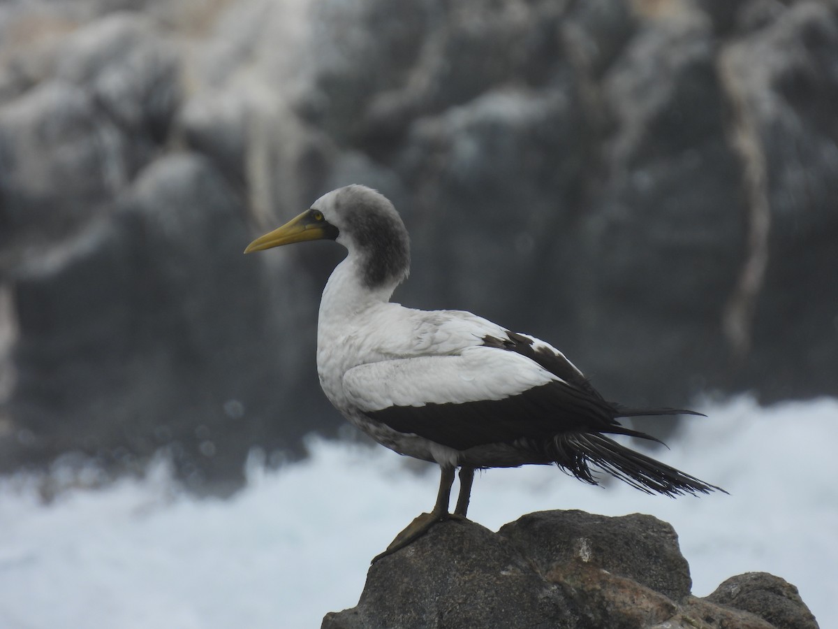 Masked Booby - ML643284545