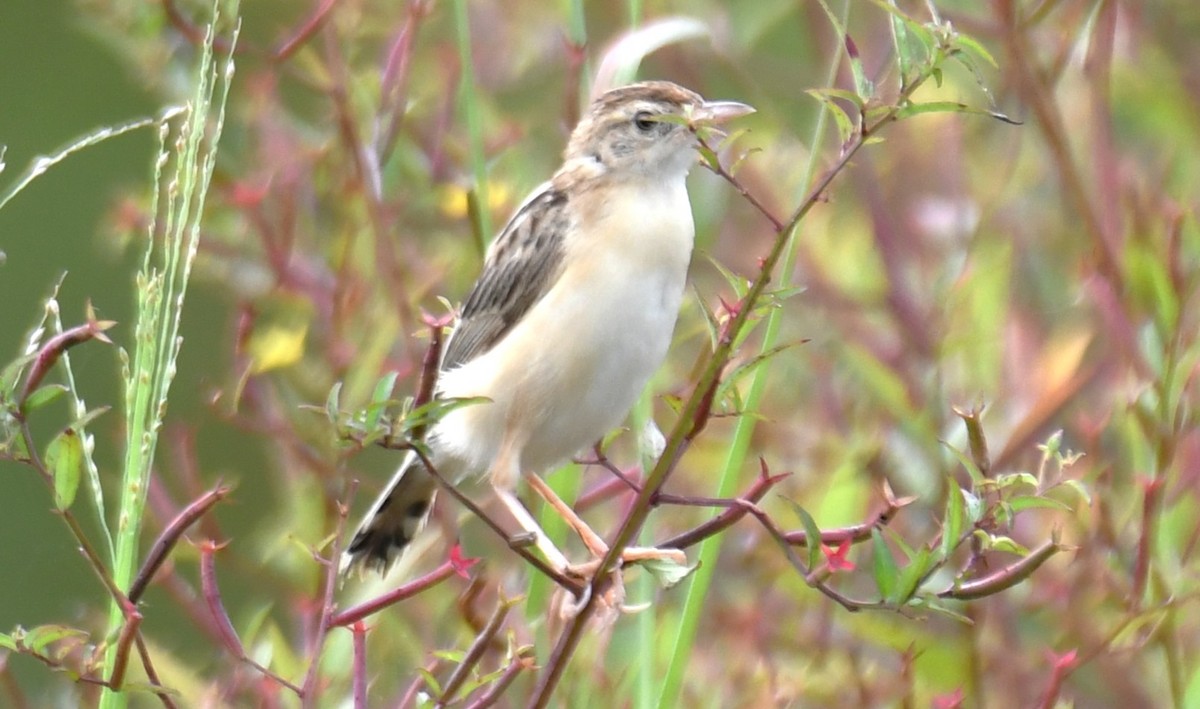Zitting Cisticola - ML643284546