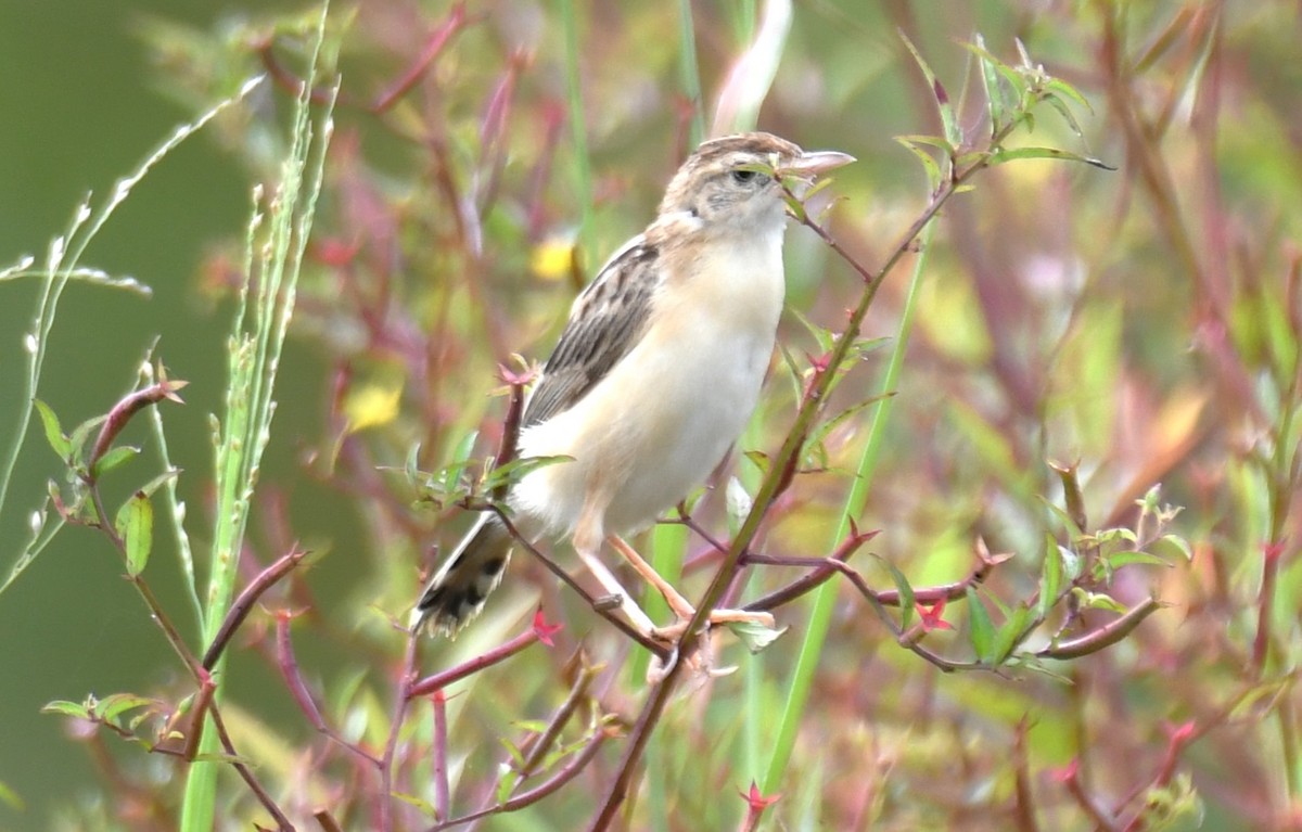 Zitting Cisticola - ML643284563