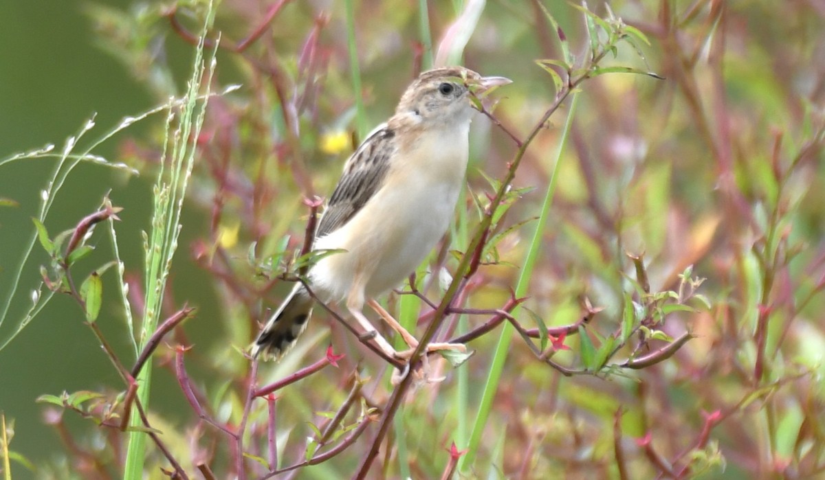 Zitting Cisticola - ML643284568