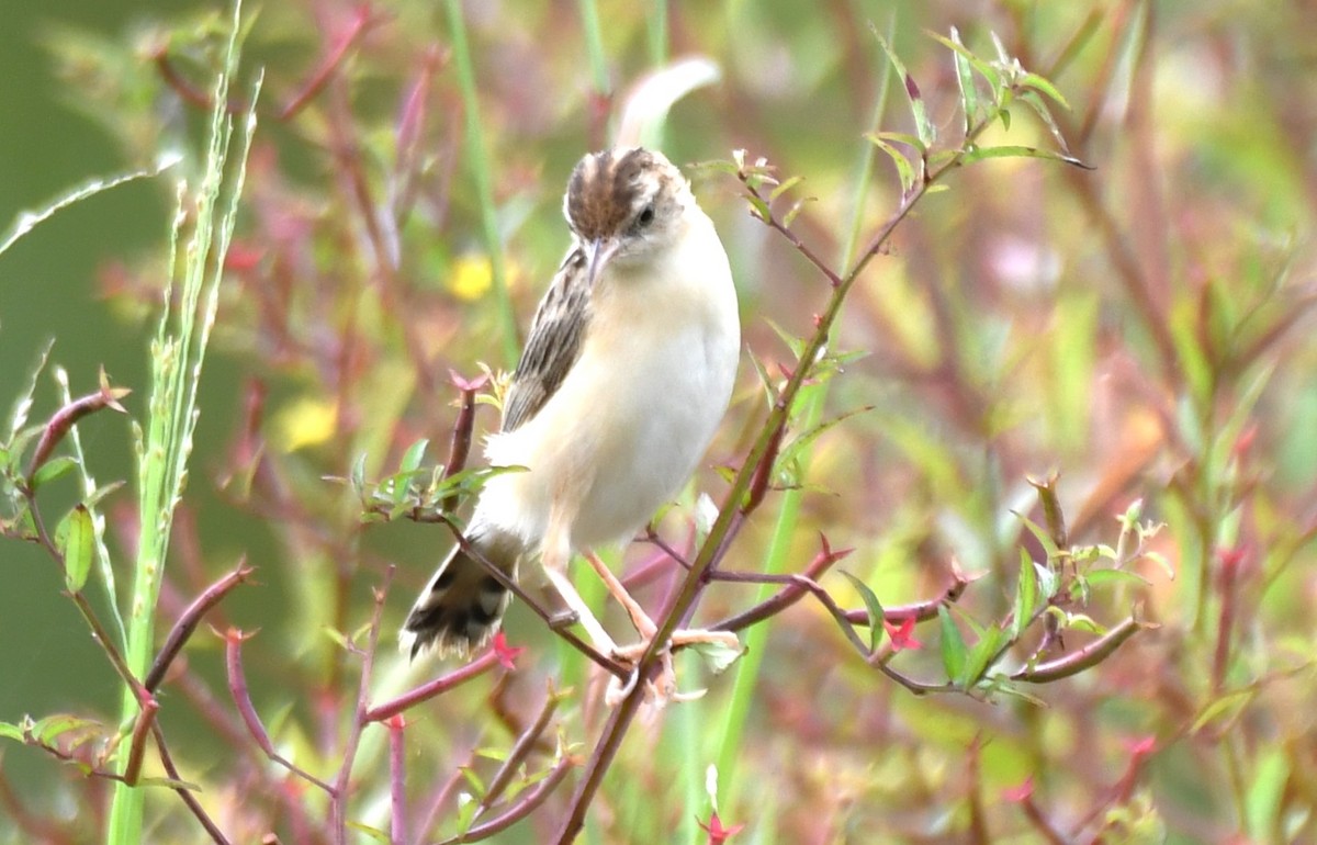 Zitting Cisticola - ML643284576