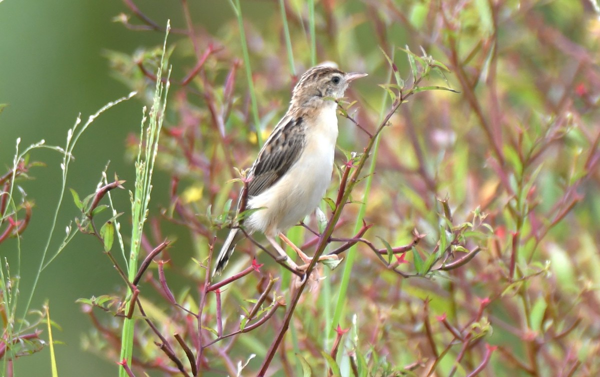 Zitting Cisticola - ML643284583