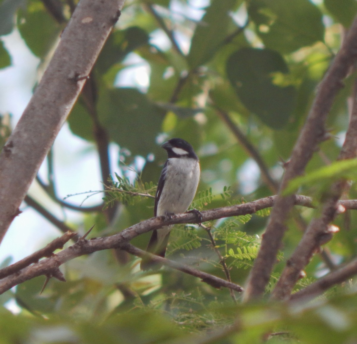 Lesson's Seedeater - ML643284587