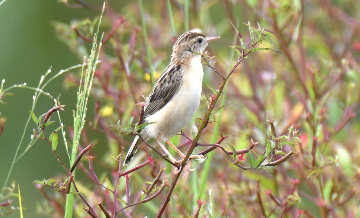 Zitting Cisticola - ML643284594