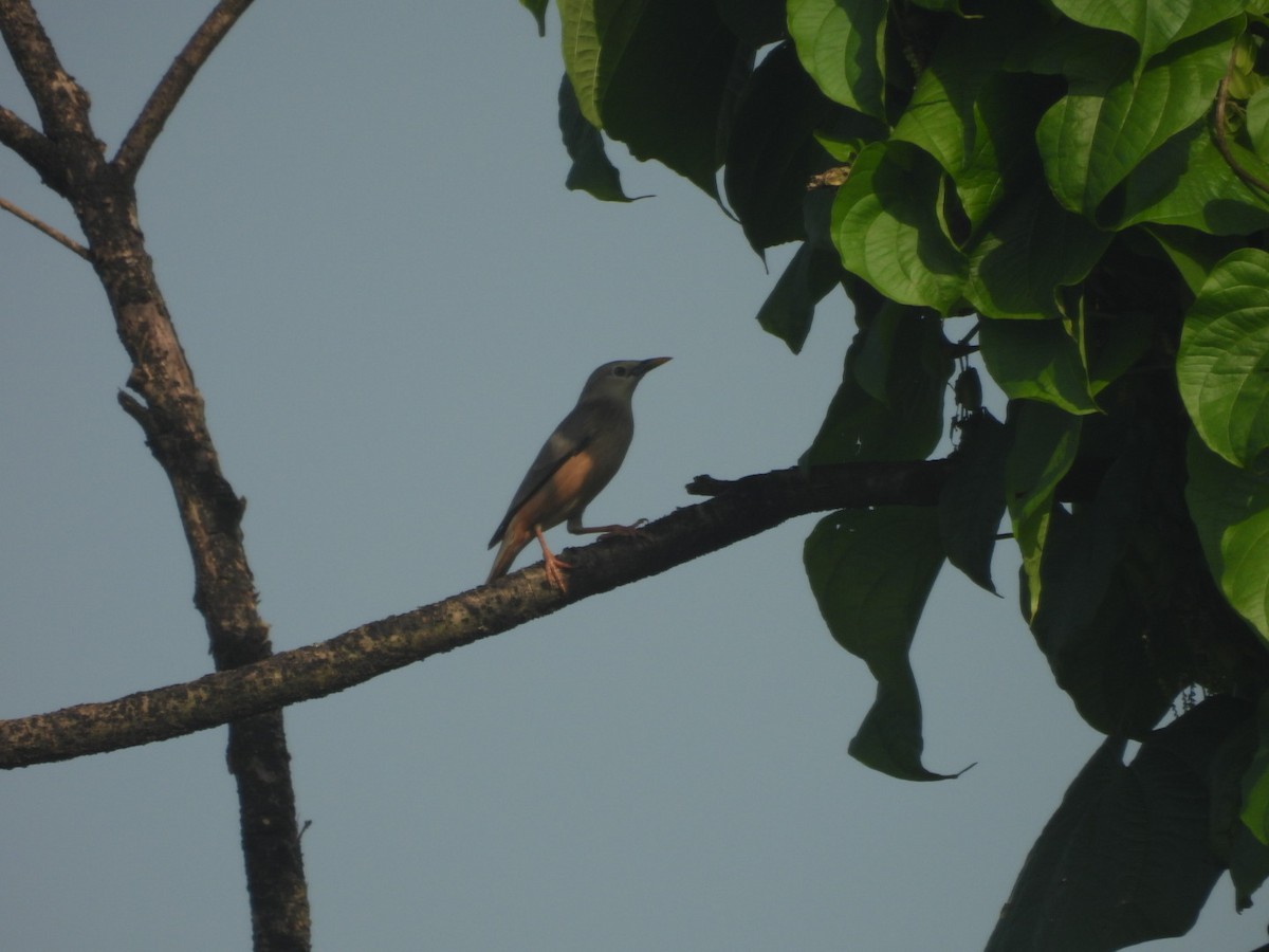Chestnut-tailed Starling - ML643284598