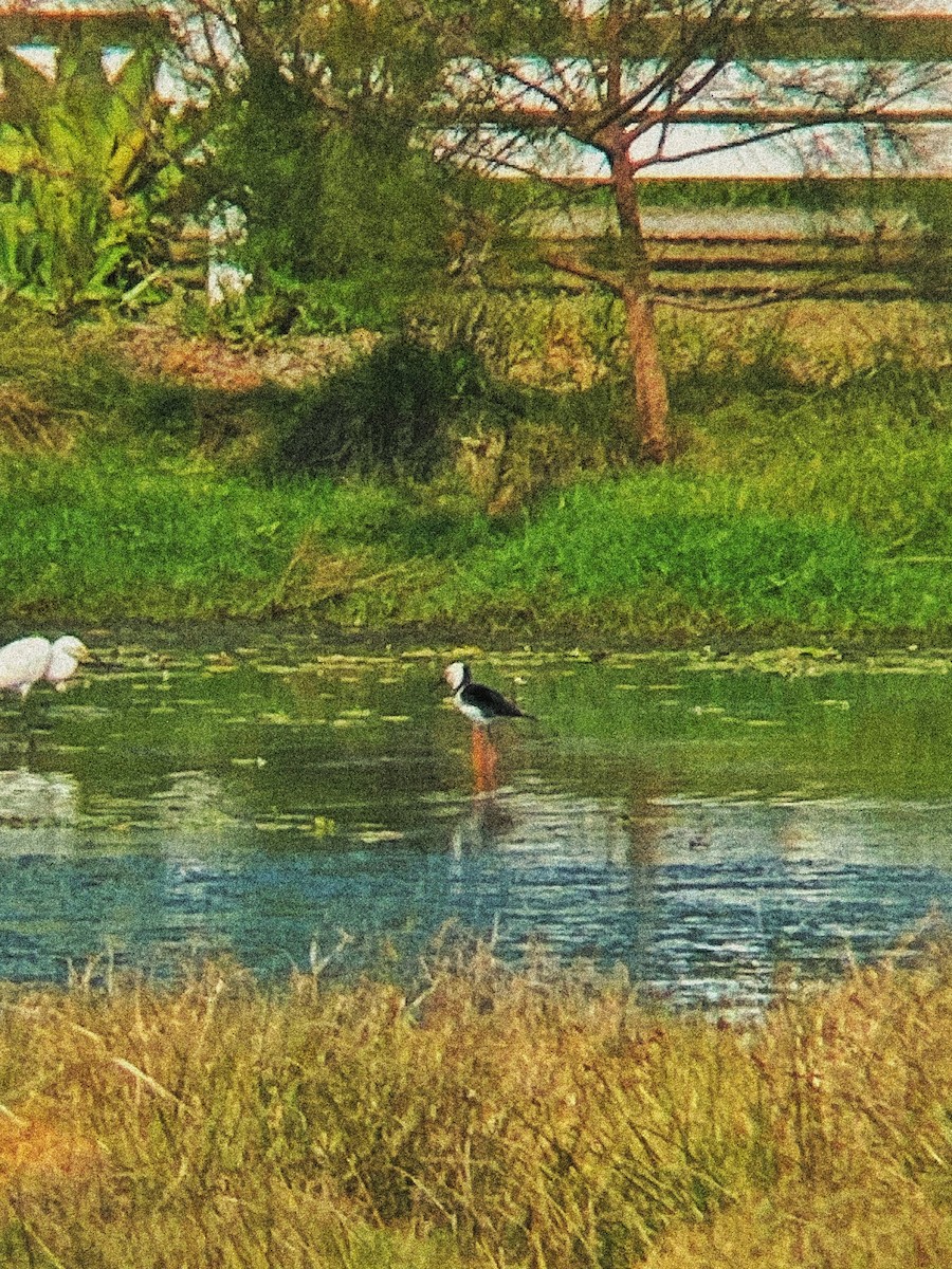 Pied Stilt - ML643284604