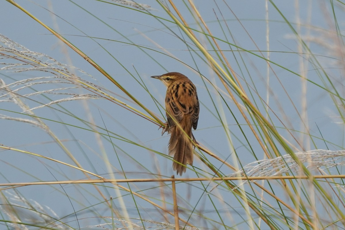 Striated Grassbird - ML643284641