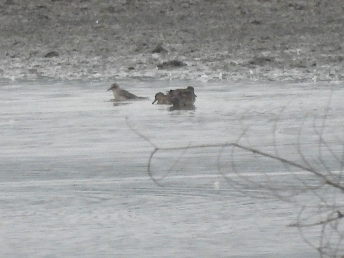 Black-bellied Plover - ML643284668