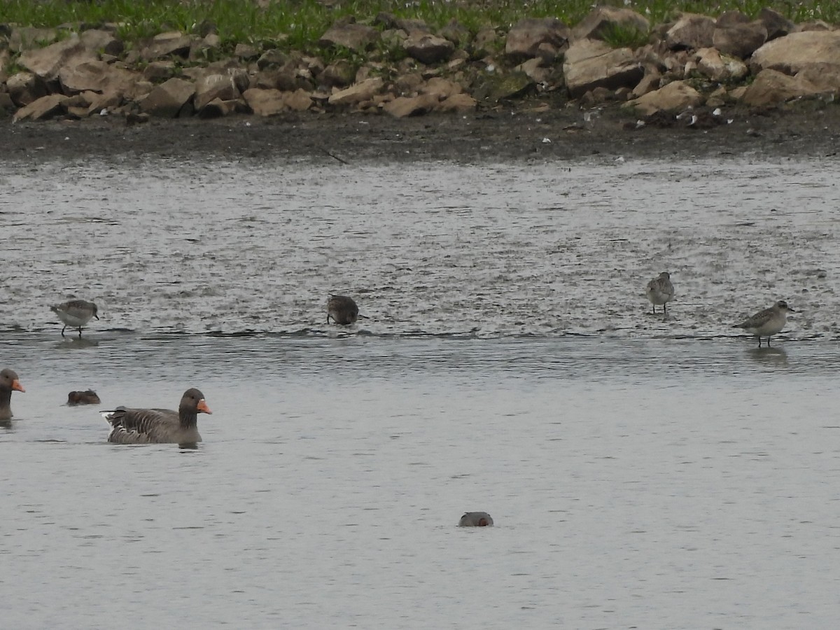 Black-bellied Plover - ML643284672