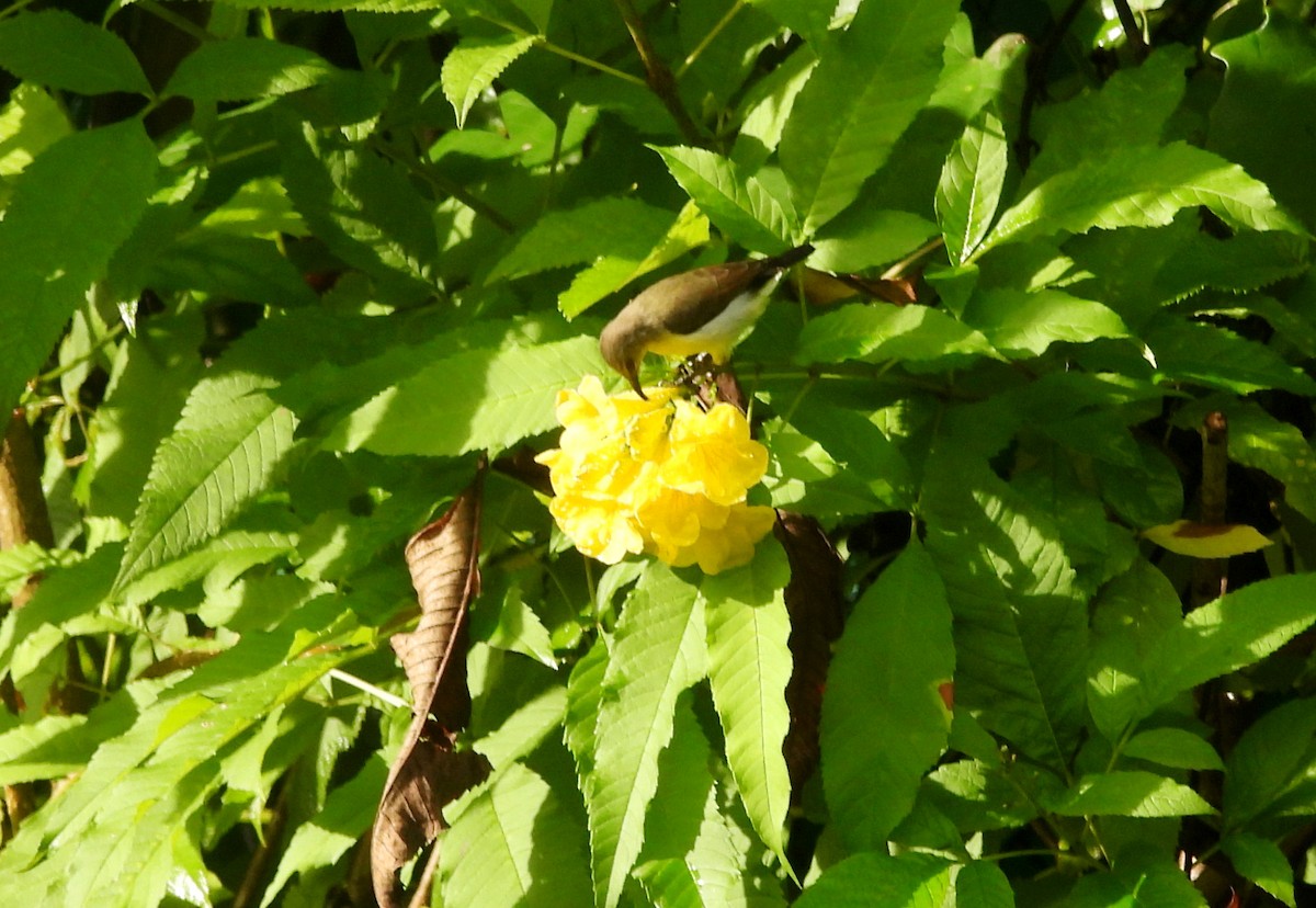 Purple-rumped Sunbird - ML643284681