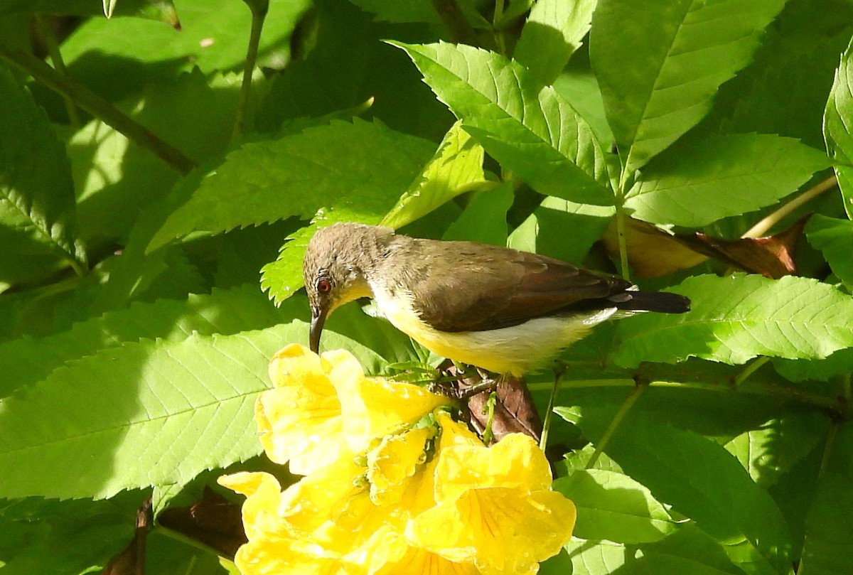 Purple-rumped Sunbird - ML643284682