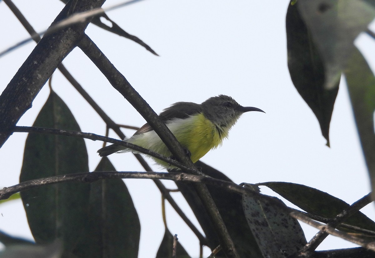 Purple-rumped Sunbird - ML643284683