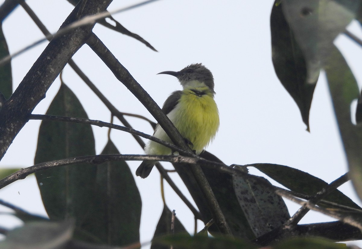 Purple-rumped Sunbird - ML643284684