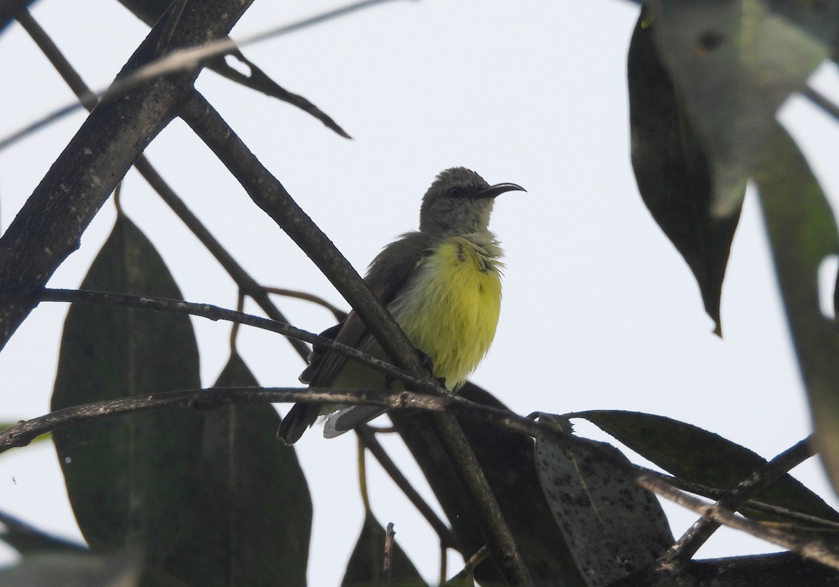 Purple-rumped Sunbird - ML643284685