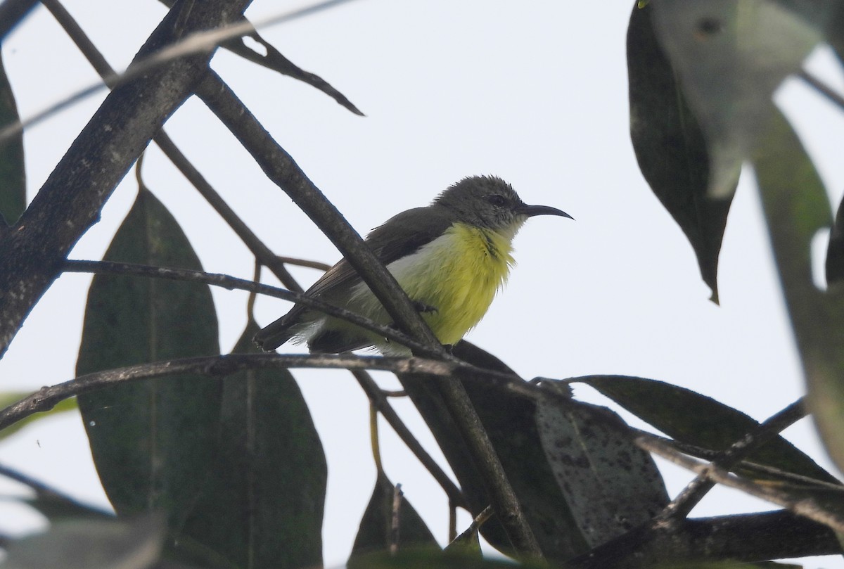 Purple-rumped Sunbird - ML643284686