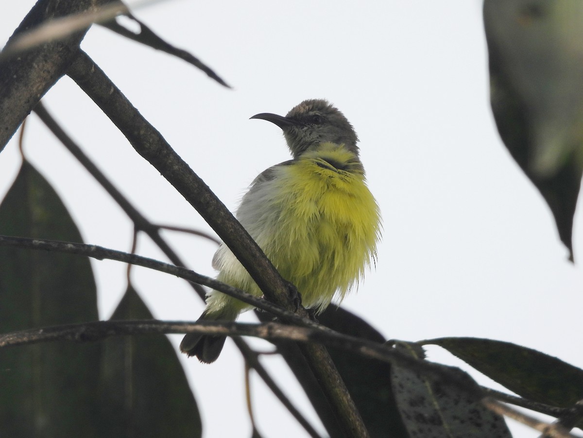 Purple-rumped Sunbird - ML643284687
