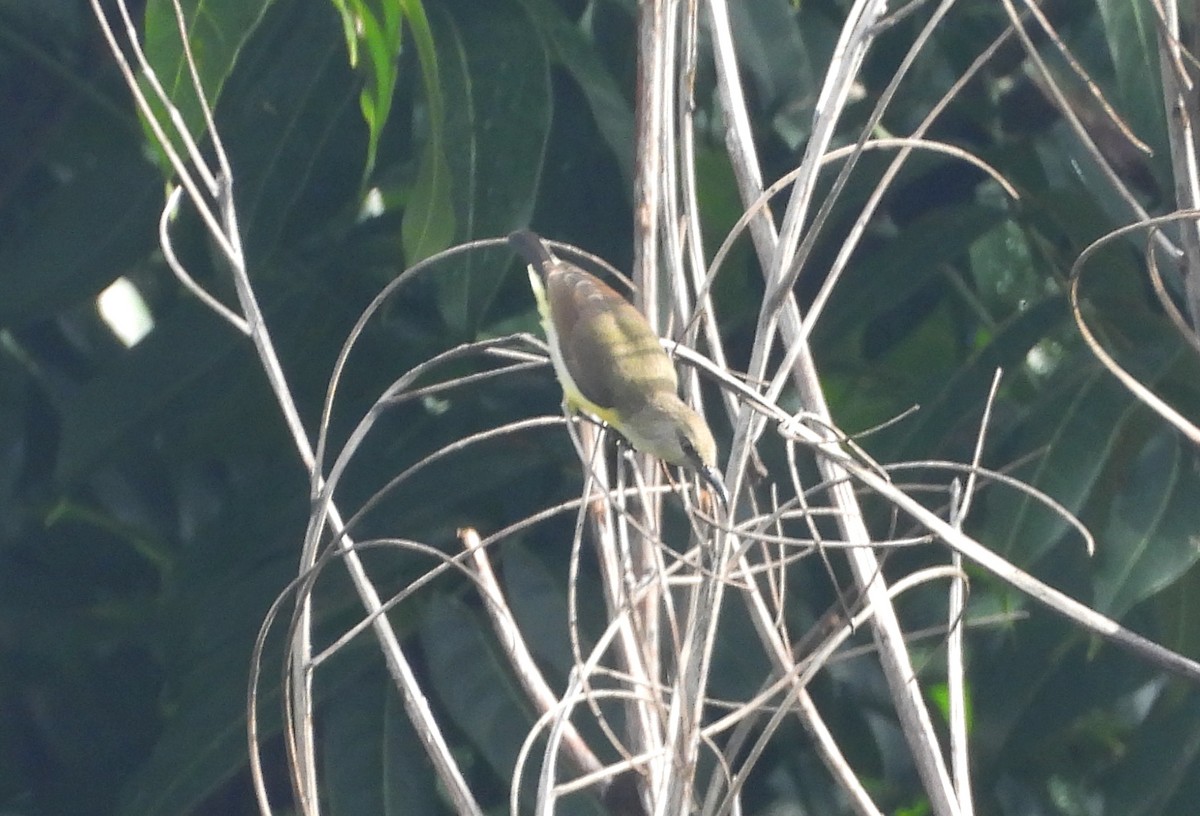 Purple-rumped Sunbird - ML643284715