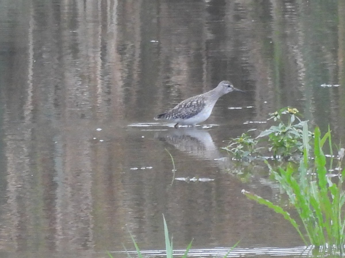 Wood Sandpiper - ML643284733