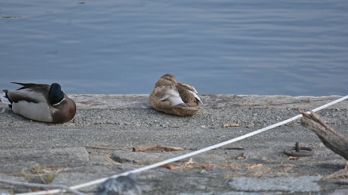 Mallard (Domestic type) - ML643284736