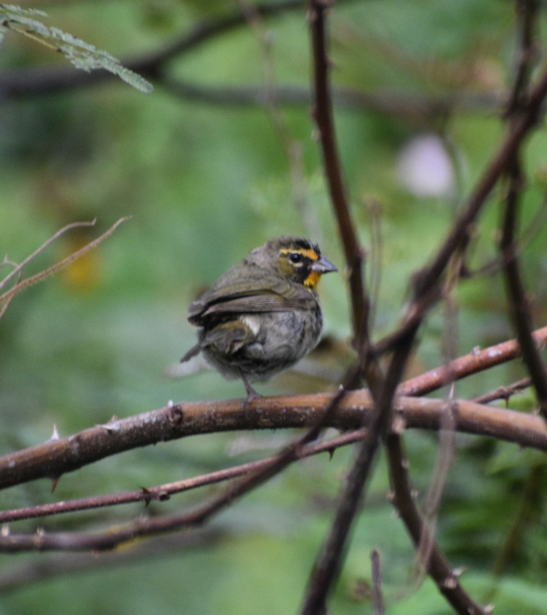 Yellow-faced Grassquit - ML643284742