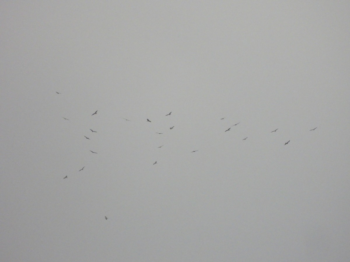 Red Kite - ML643284771