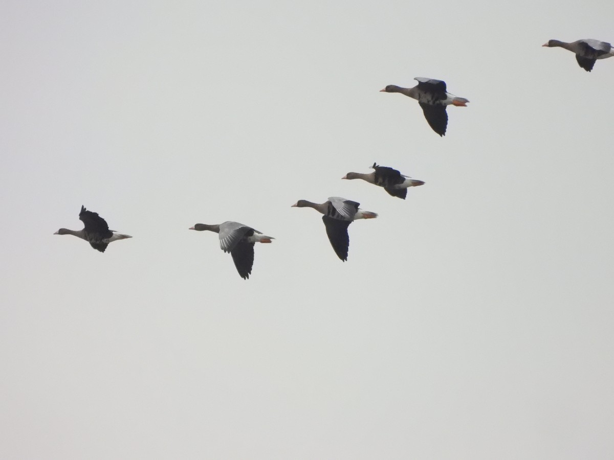 Greater White-fronted Goose - ML643284786