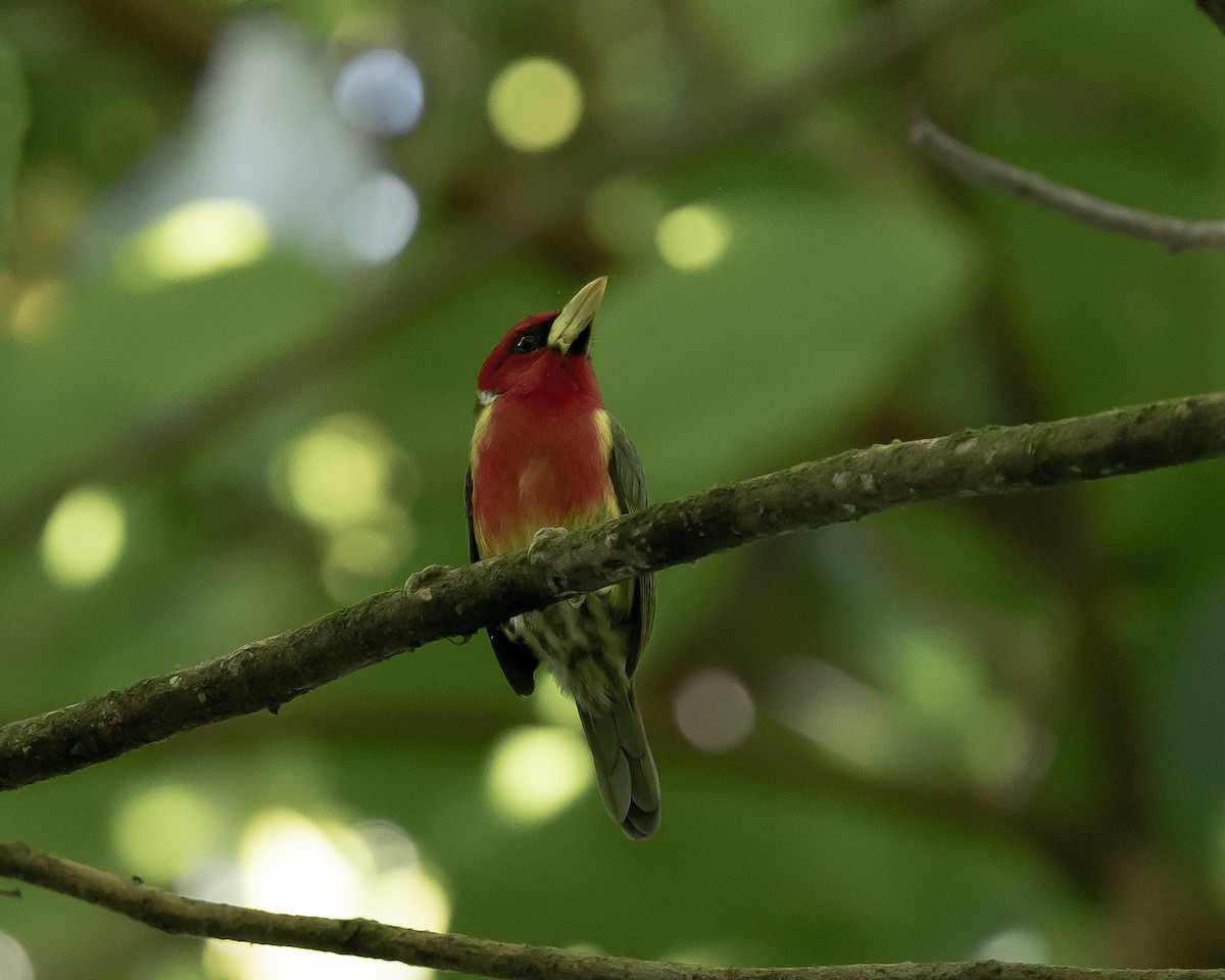 Red-headed Barbet - ML643284791