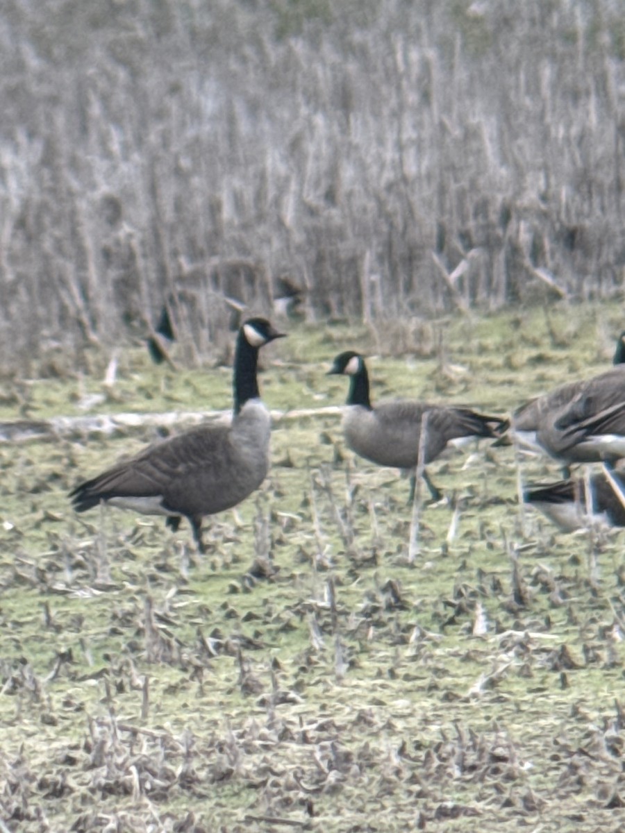 Cackling Goose (Richardson's) - ML643284799