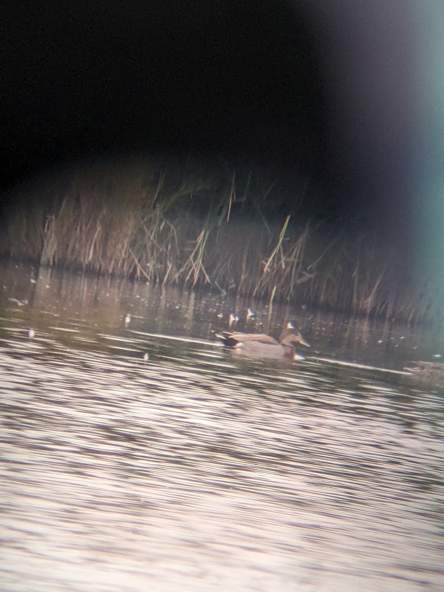 Gadwall x Mallard (hybrid) - ML643284801