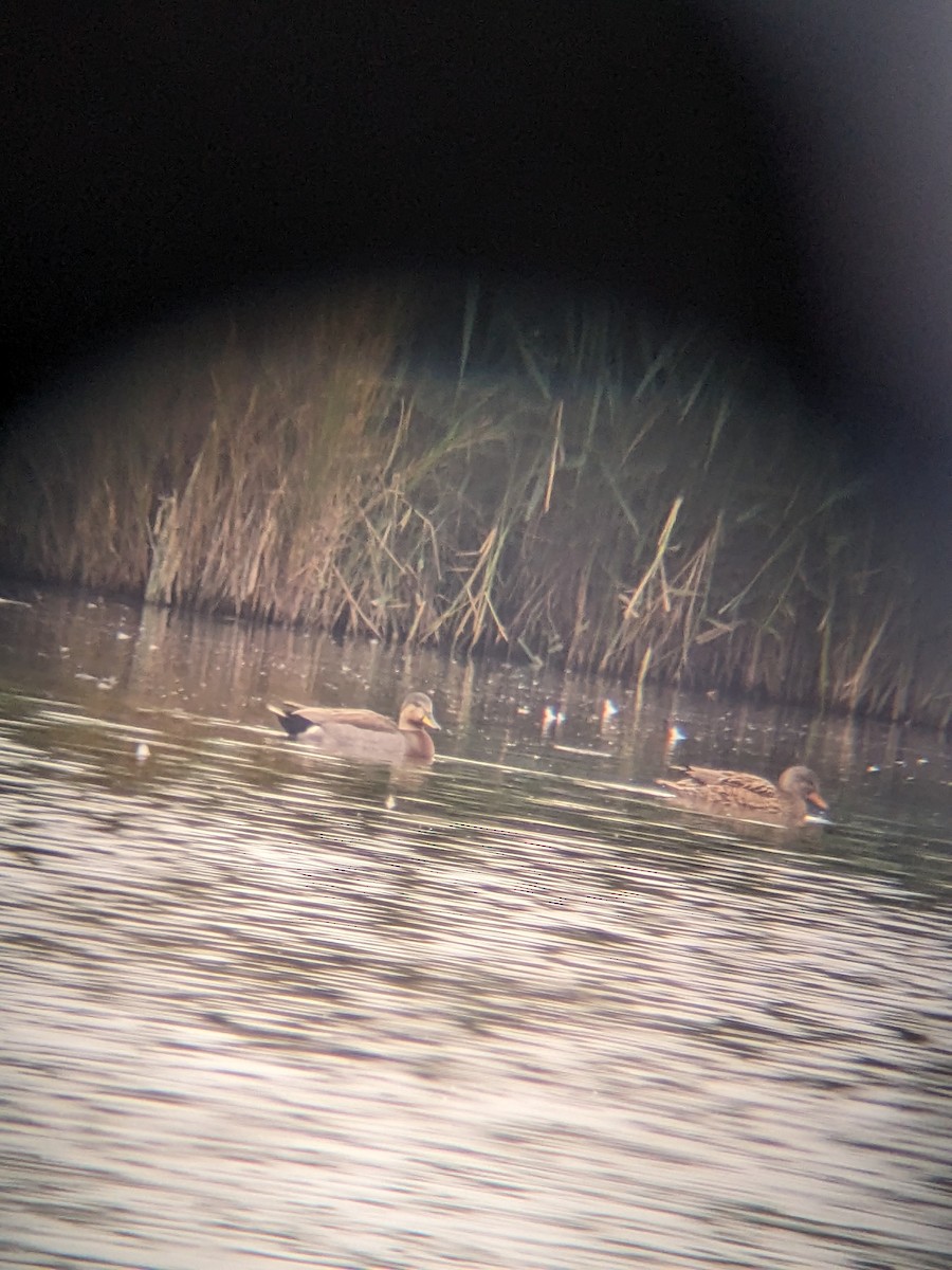 Gadwall x Mallard (hybrid) - ML643284802