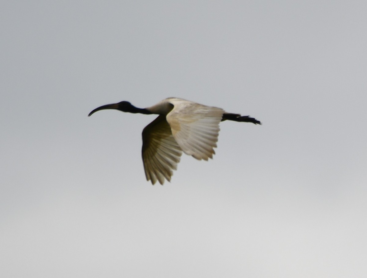 Ibis burubeltza - ML643284867