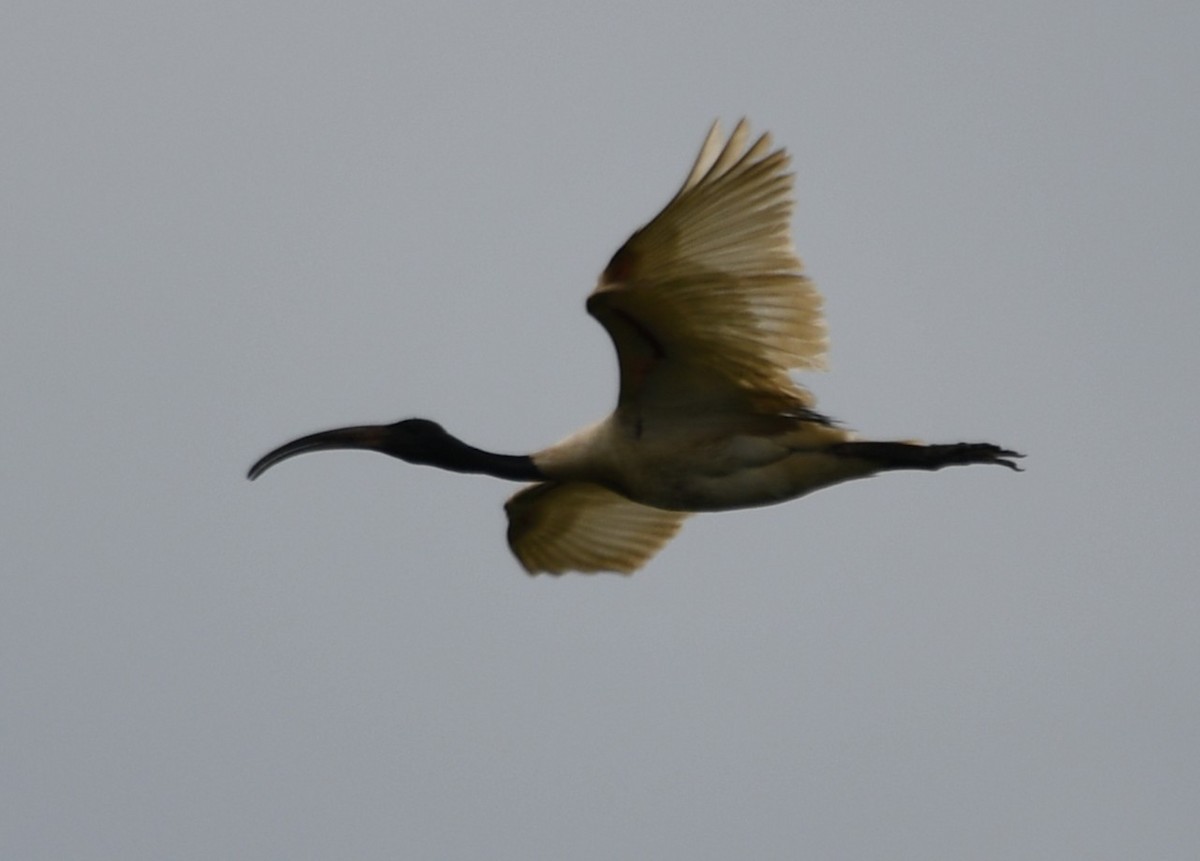 Ibis burubeltza - ML643284889