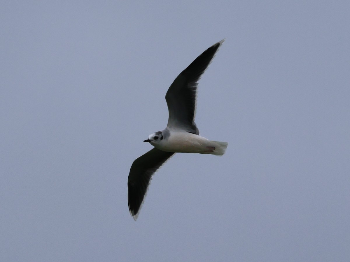 Mouette pygmée - ML643284894