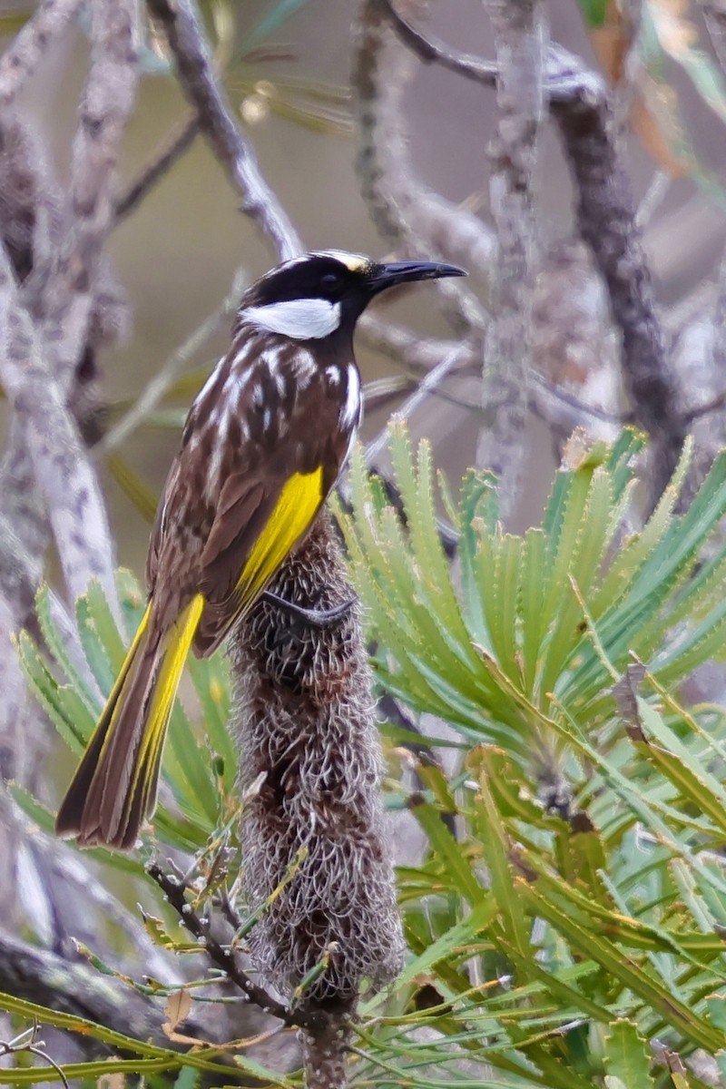 White-cheeked Honeyeater - ML643284898