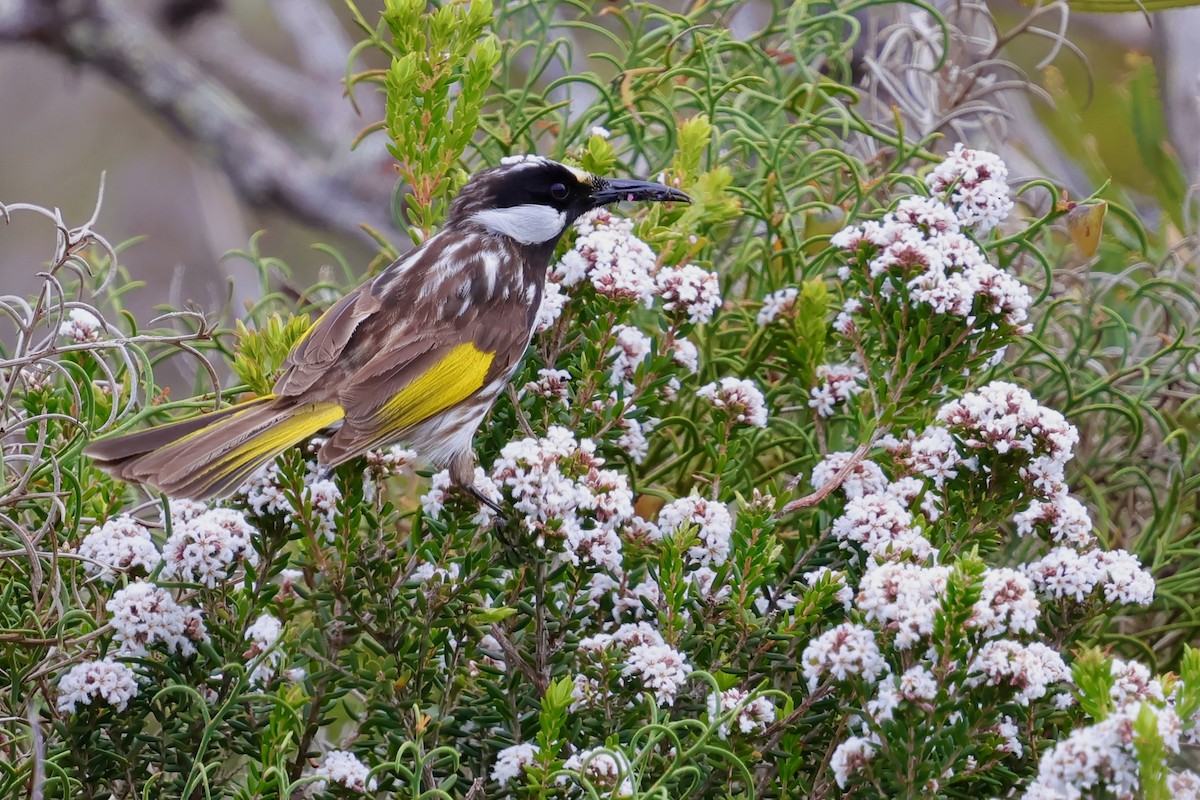 White-cheeked Honeyeater - ML643284899