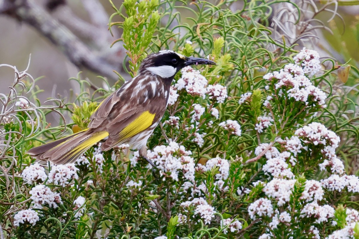 White-cheeked Honeyeater - ML643284900