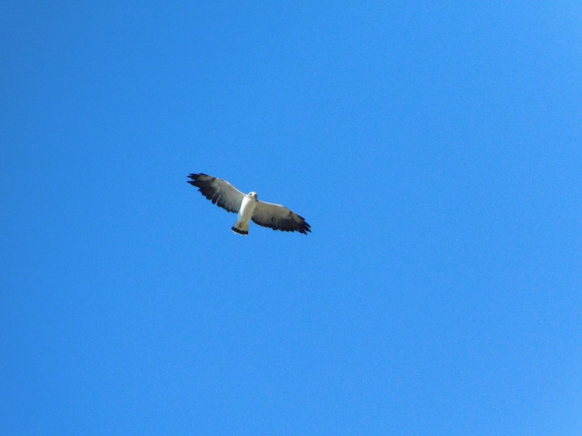 White-tailed Hawk - ML643284906