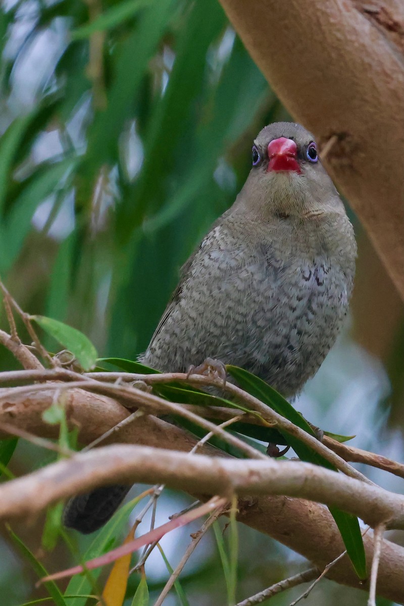 キョウジョスズメ - ML643284920