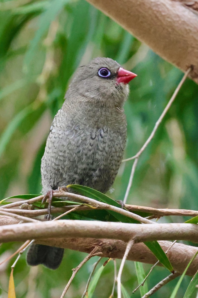 キョウジョスズメ - ML643284922