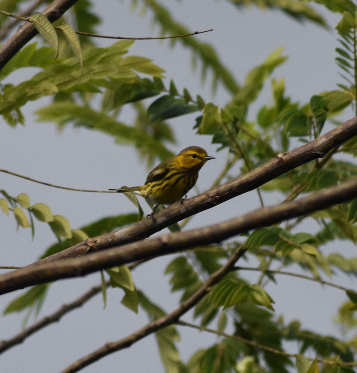 Cape May Warbler - ML643284926