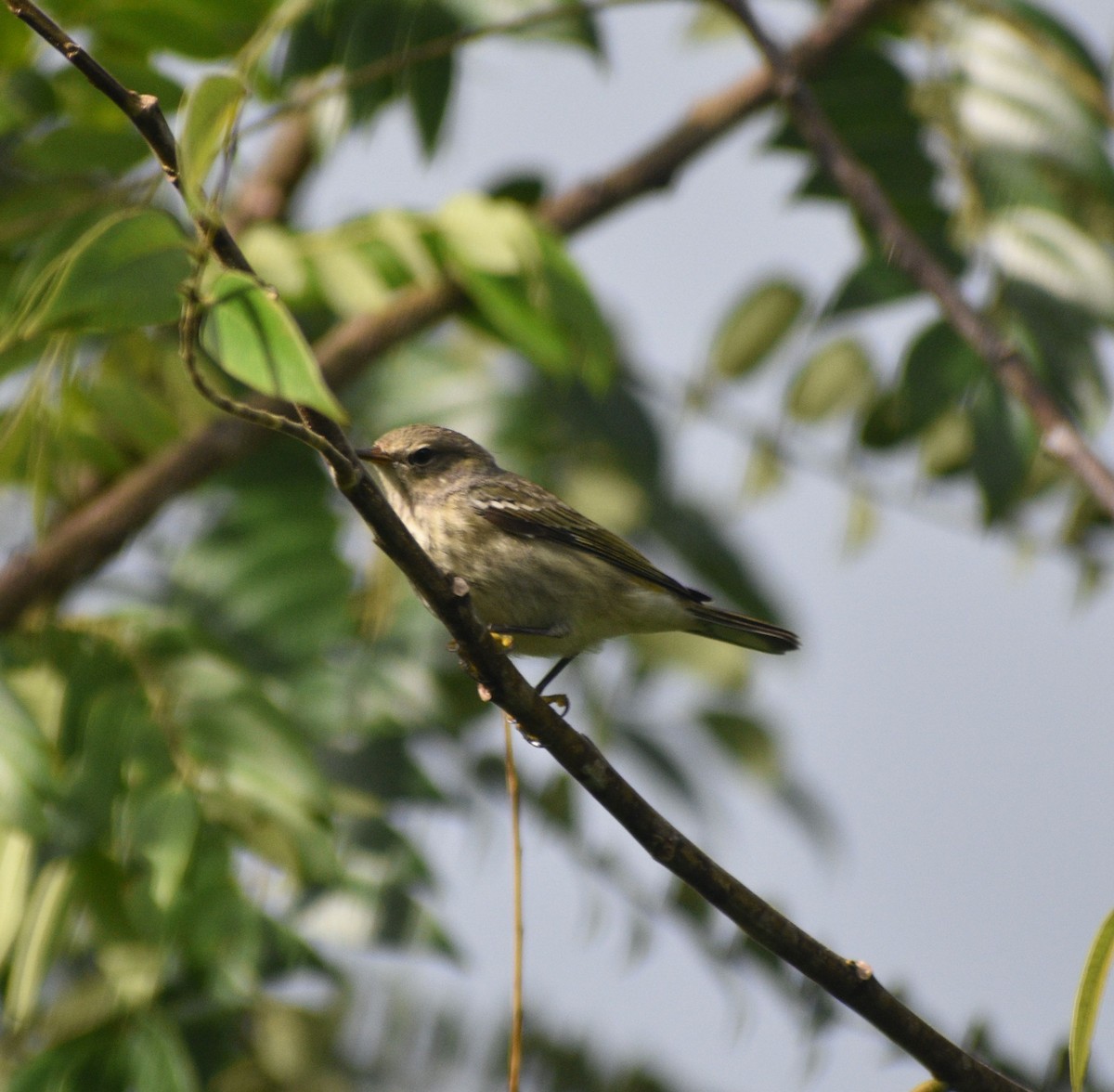 Cape May Warbler - ML643284934