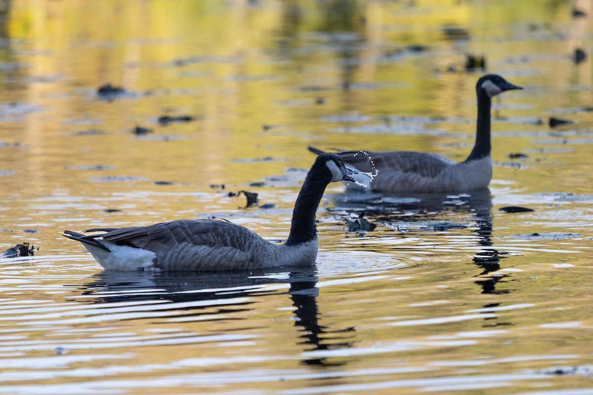 Canada Goose - ML643284936