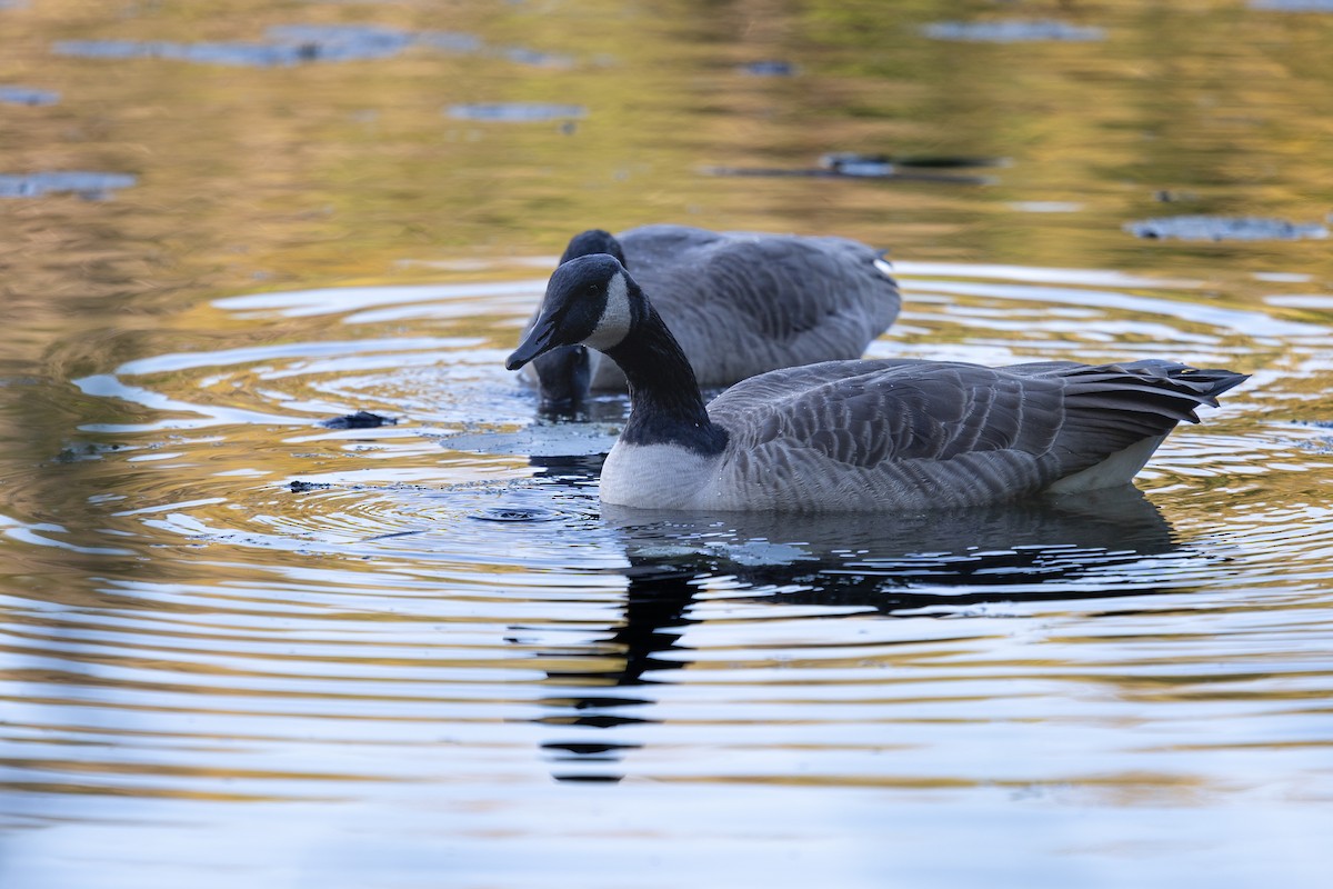 Canada Goose - ML643284938