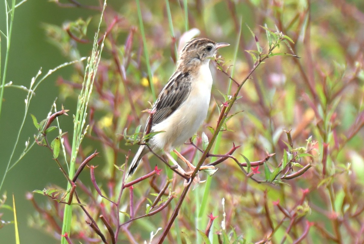 Zitting Cisticola - ML643284943