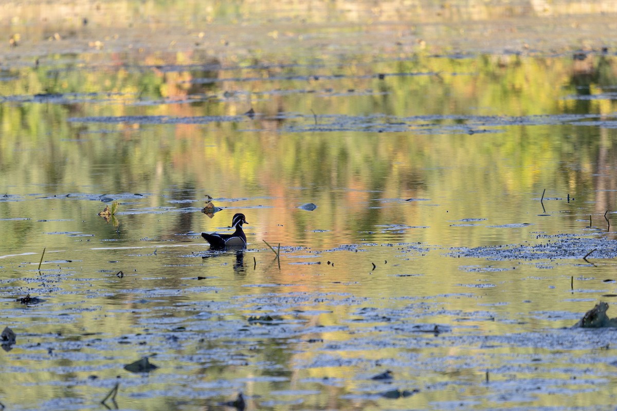 Wood Duck - ML643284948