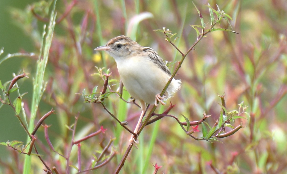 Zitting Cisticola - ML643284951