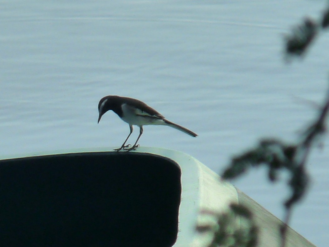 White-browed Wagtail - ML643284952